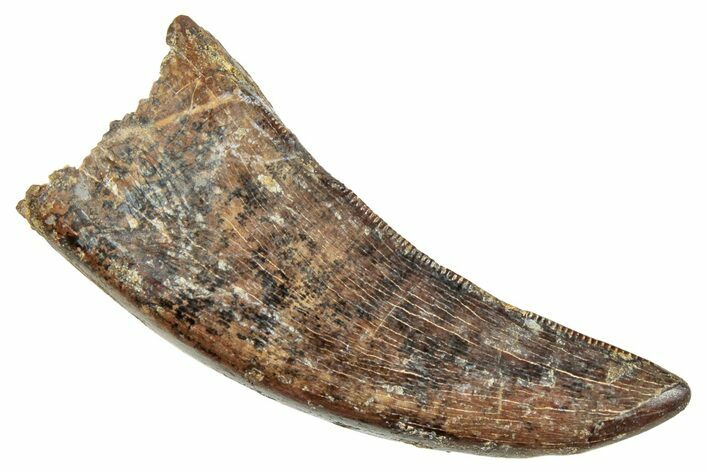 Serrated, Tyrannosaur (Nanotyrannus?) Tooth - Montana #245886